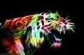 /album/galleria-fotografica/tigre-wow-jpg/